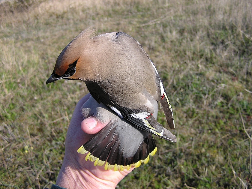 Bohemian Waxwing, Sundre 20050513